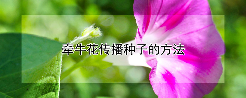 牽牛花傳播種子的方法