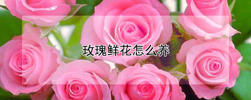 玫瑰鮮花怎么養(yǎng)