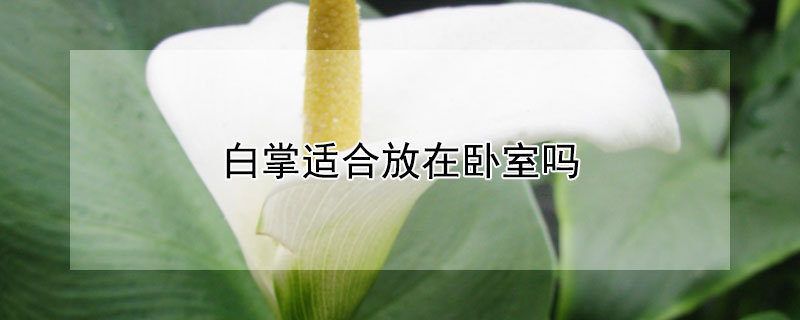 白掌適合放在臥室嗎