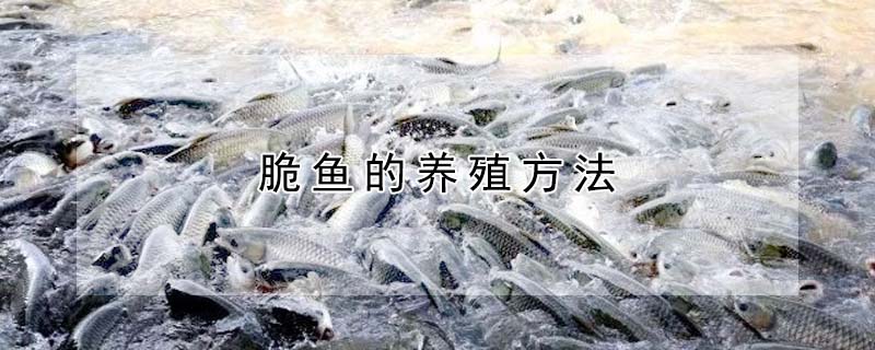 脆魚的養(yǎng)殖方法