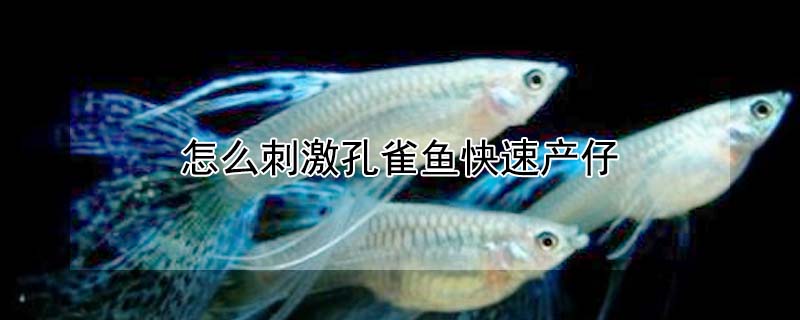 怎么刺激孔雀魚快速產(chǎn)仔