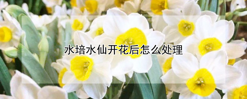 水培水仙開花后怎么處理