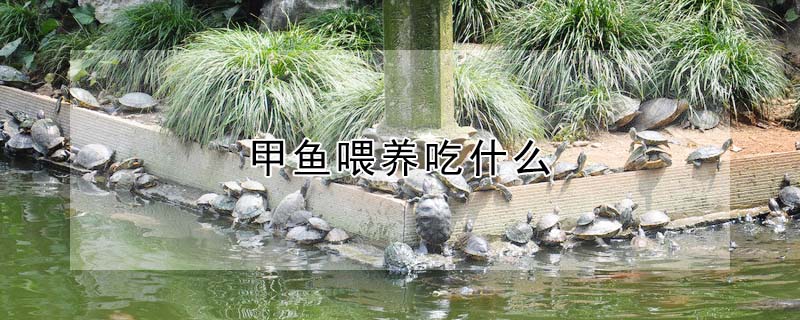 甲魚喂養(yǎng)吃什么