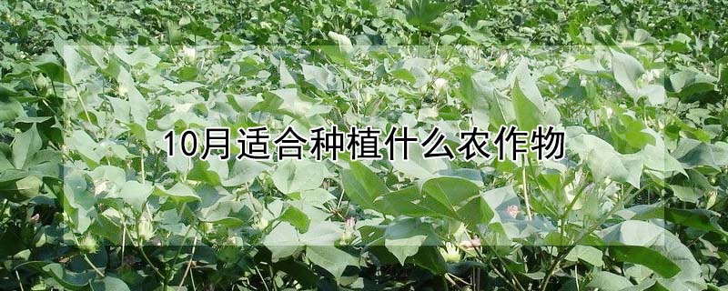 10月適合種植什么農(nóng)作物