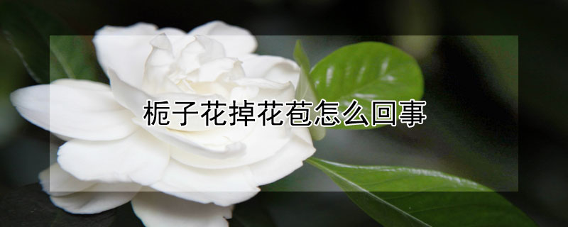 梔子花掉花苞怎么回事