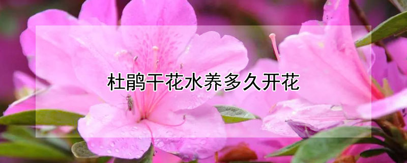 杜鵑干花水養多久開花