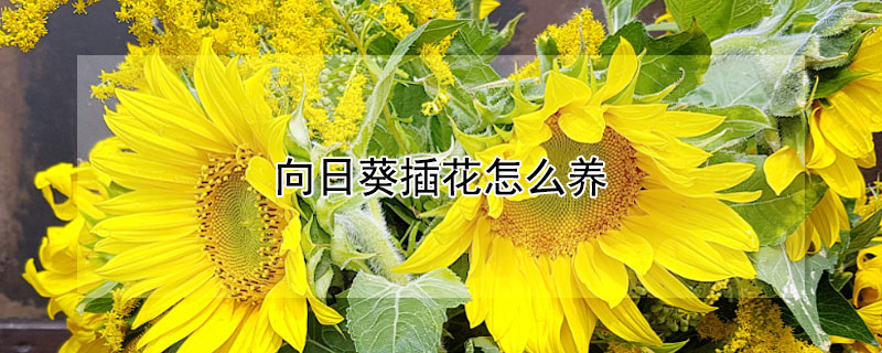 向日葵插花怎么養(yǎng)