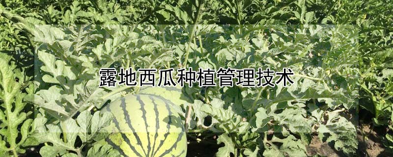 露地西瓜種植管理技術(shù)