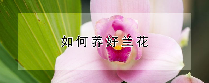 如何養(yǎng)好蘭花