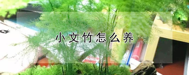 小文竹怎么養(yǎng)