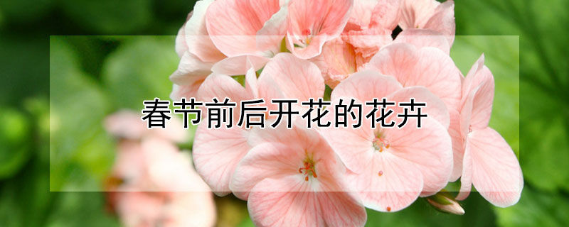 春節前后開花的花卉