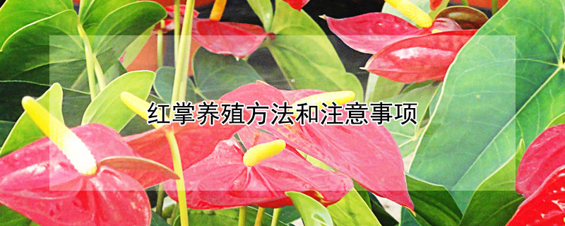 紅掌養(yǎng)殖方法和注意事項