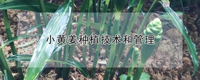 小黃姜種植技術和管理