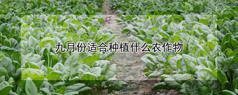 九月份適合種植什么農(nóng)作物