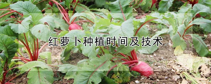 紅蘿卜種植時間及技術