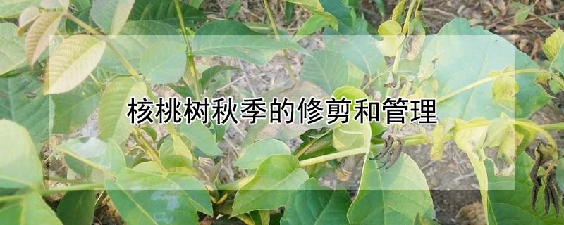 核桃樹秋季的修剪和管理