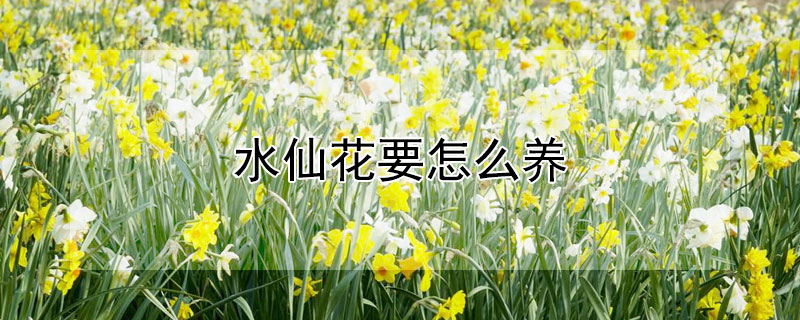 水仙花要怎么養