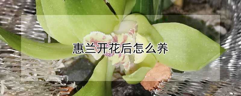 惠蘭開花后怎么養