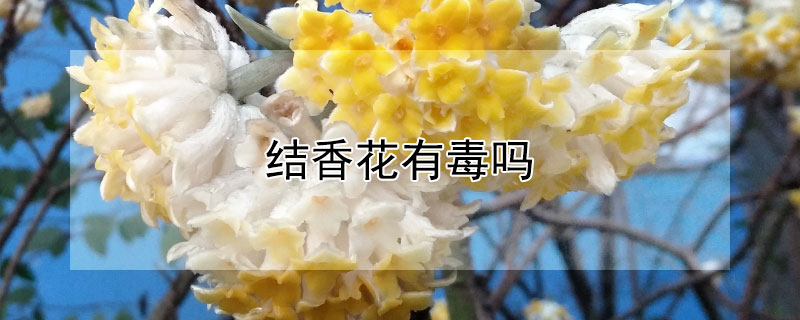 結香花有毒嗎