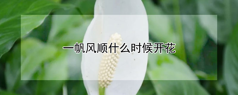 一帆風順什么時候開花