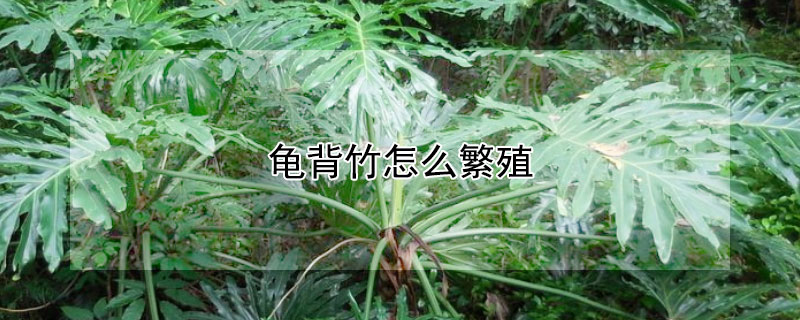 龜背竹怎么繁殖