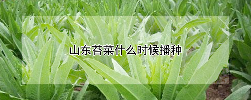 山東苔菜什么時候播種