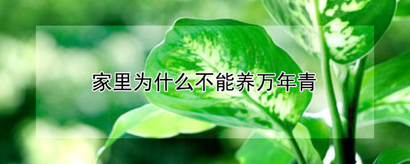 家里為什么不能養(yǎng)萬年青