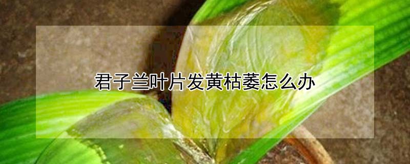 君子蘭葉片發黃枯萎怎么辦