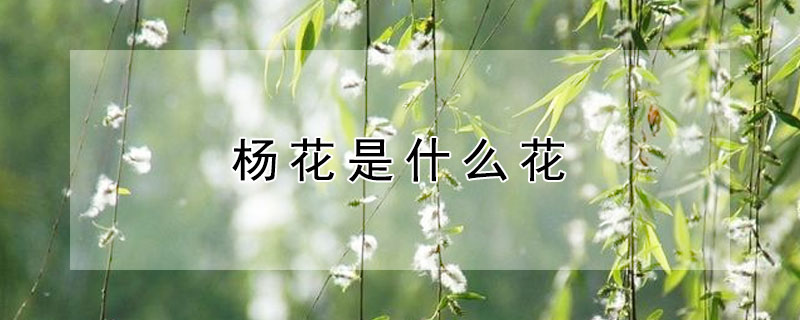 楊花是什么花