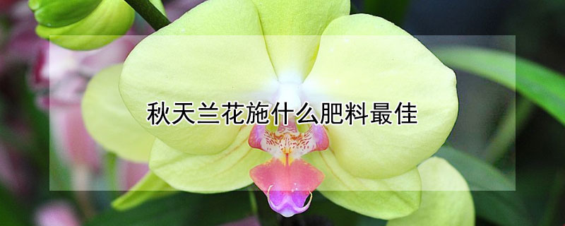 秋天蘭花施什么肥料最佳