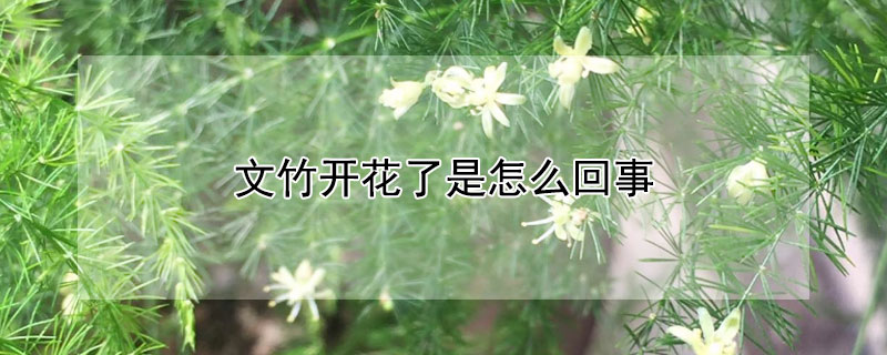 文竹開(kāi)花了是怎么回事