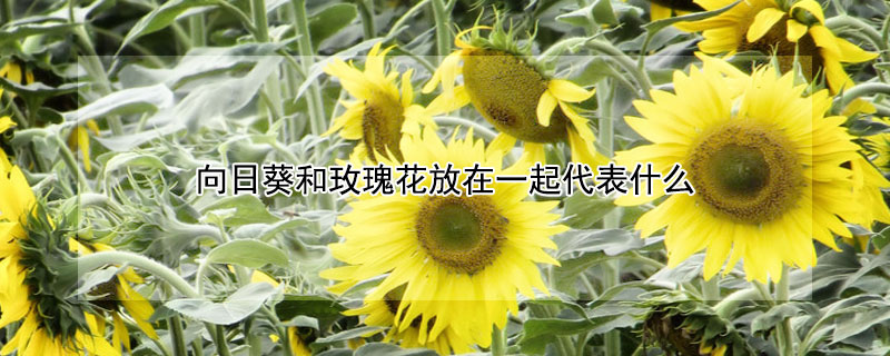 向日葵和玫瑰花放在一起代表什么