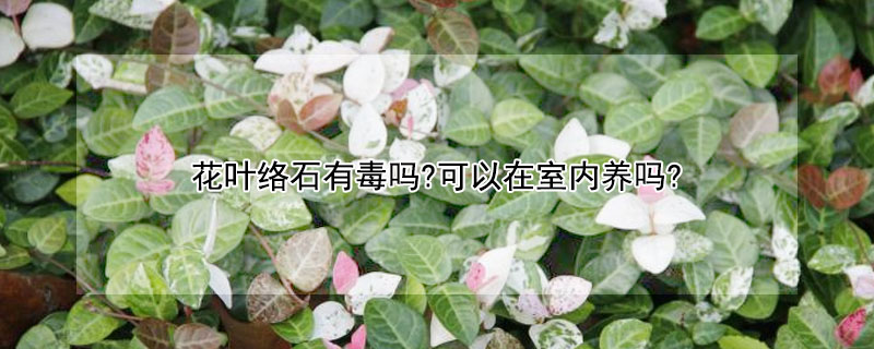 花葉絡石有毒嗎?可以在室內養嗎?