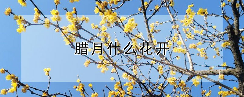 臘月什么花開