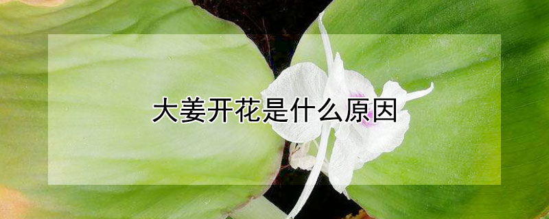 大姜開花是什么原因