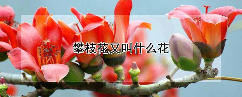 攀枝花又叫什么花