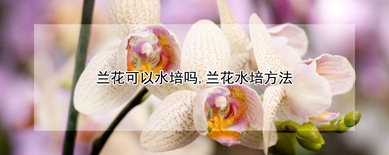 蘭花可以水培嗎,蘭花水培方法