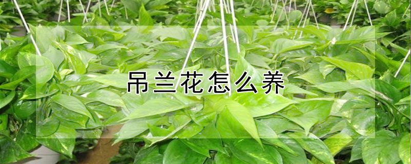 吊蘭花怎么養(yǎng)