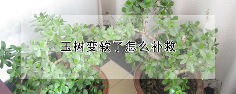 玉樹變軟了怎么補(bǔ)救