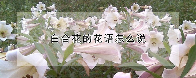 白合花的花語怎么說