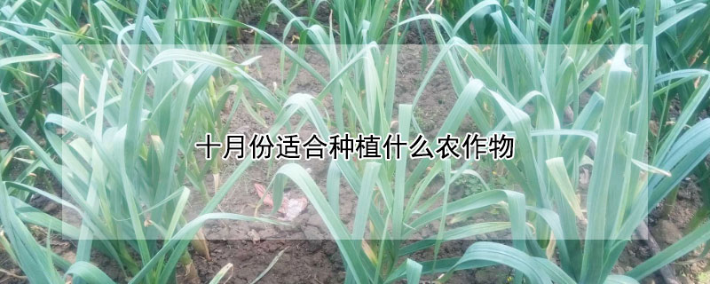 十月份適合種植什么農作物