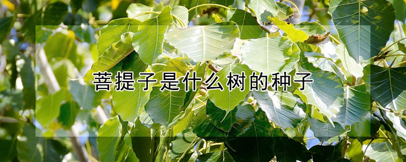 菩提子是什么樹的種子