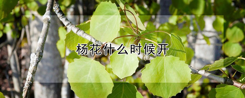 楊花什么時候開