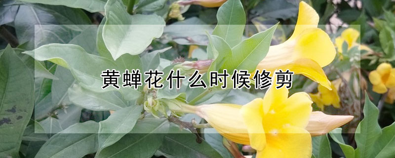 黃蟬花什么時候修剪