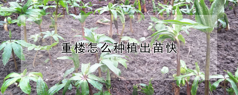 重樓怎么種植出苗快