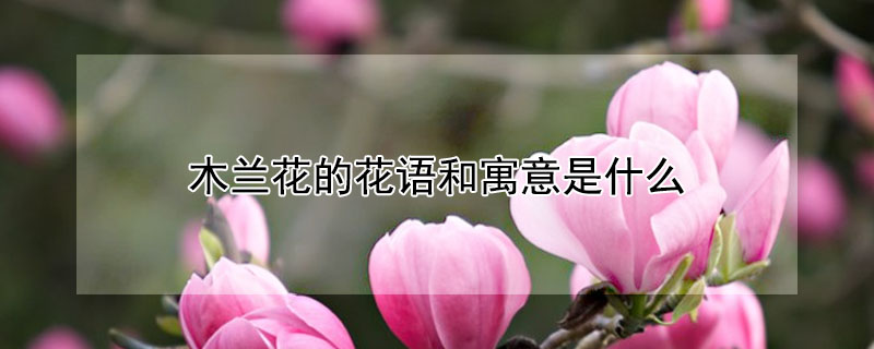 木蘭花的花語和寓意是什么