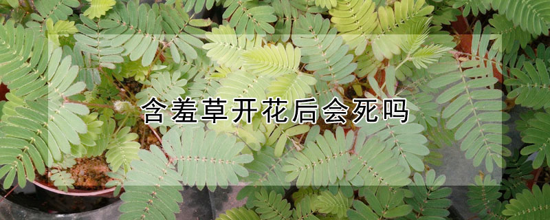 含羞草開花后會死嗎