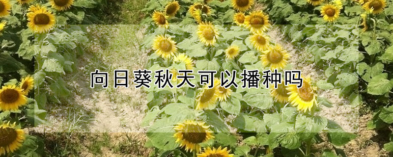 向日葵秋天可以播種嗎