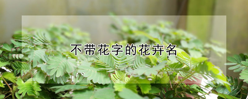 不帶花字的花卉名