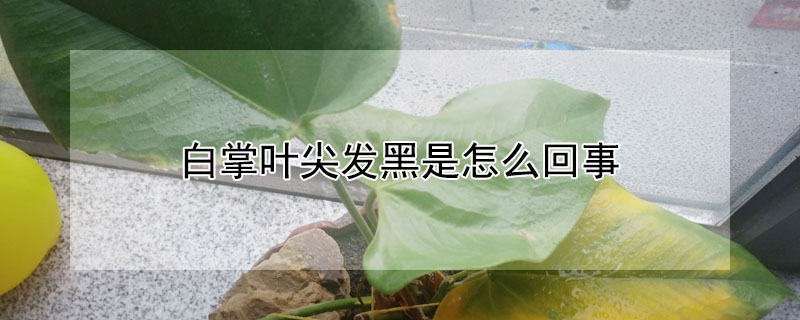 白掌葉尖發黑是怎么回事